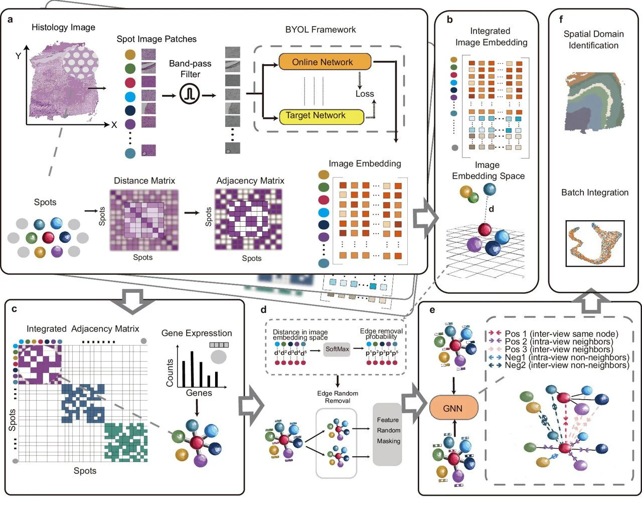 Deep-learning framework advances tissue analysis in spatial transcriptomics