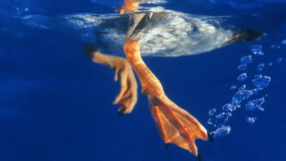 DuckDuckGo's AI beats Perplexity in one big way - and it's free to use