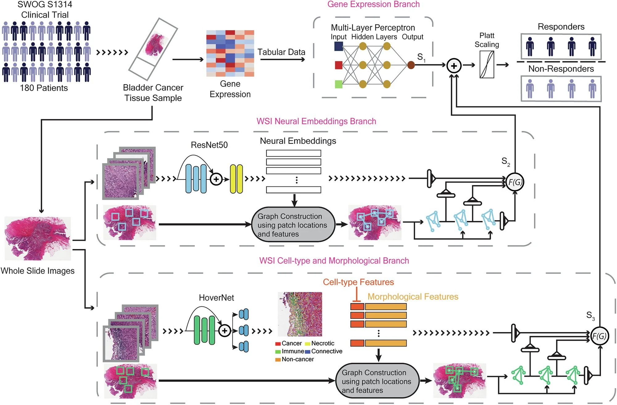 AI meets oncology: New model personalizes bladder cancer treatment