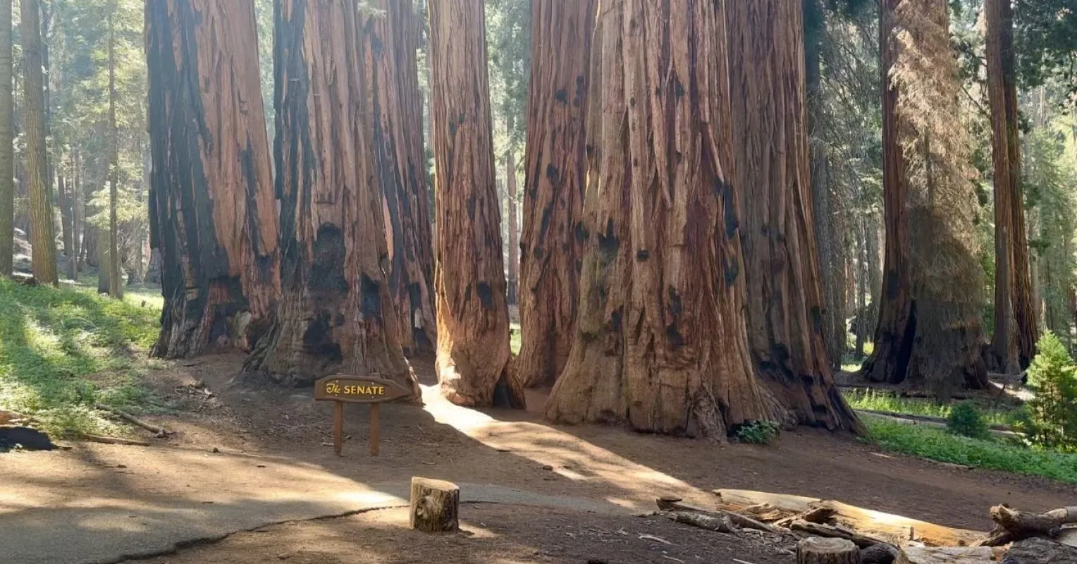 Empathetic Communication in AI, Nature, and Humans