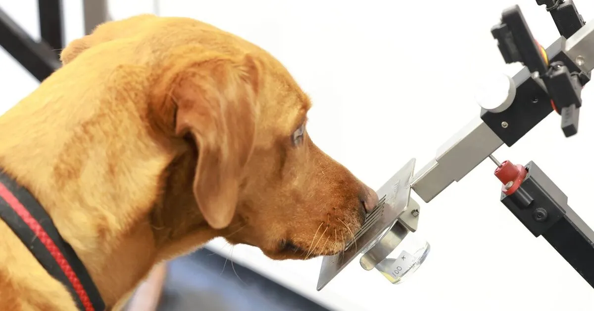 Dogs that sniff out diseases could help develop AI tools for cancer diagnosis