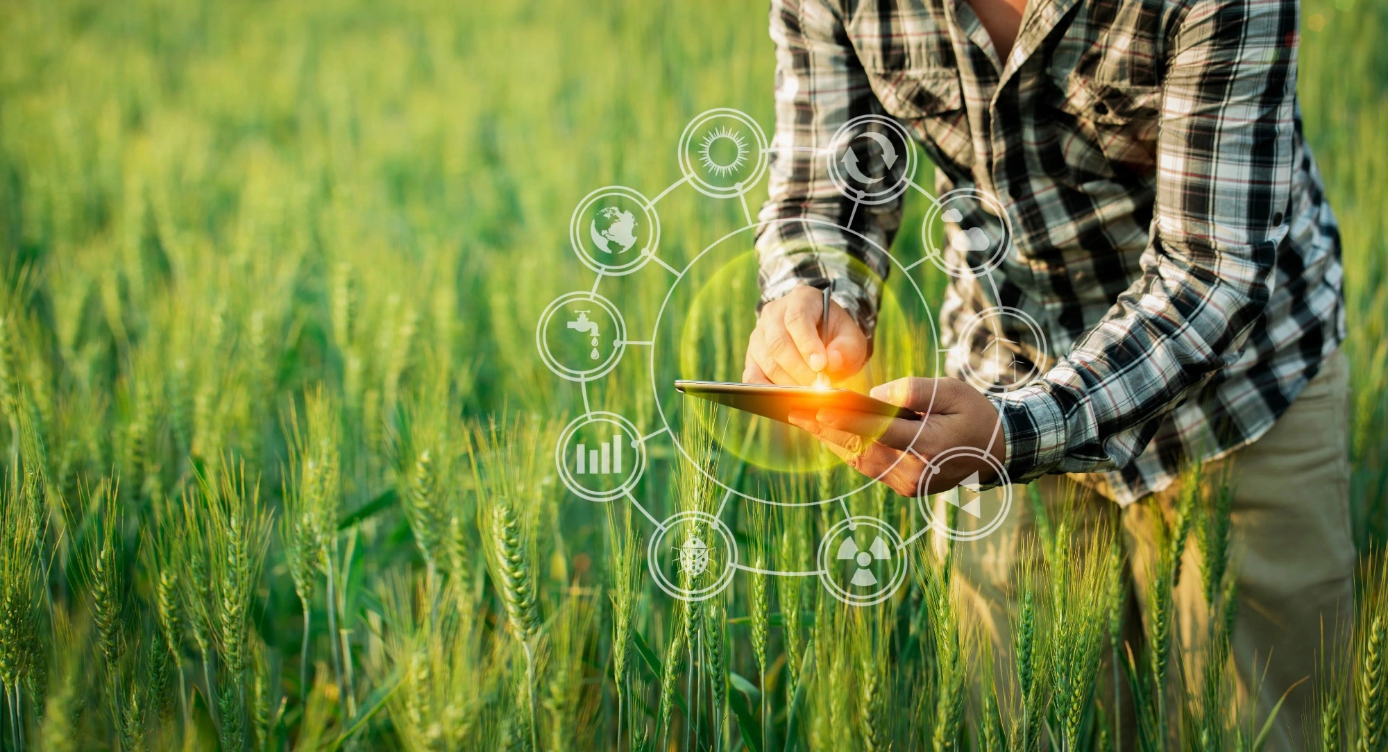 Quantum Deep Learning Boosts Rice Yield Forecasting